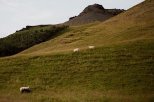 icelandic sheep graze on mountainside