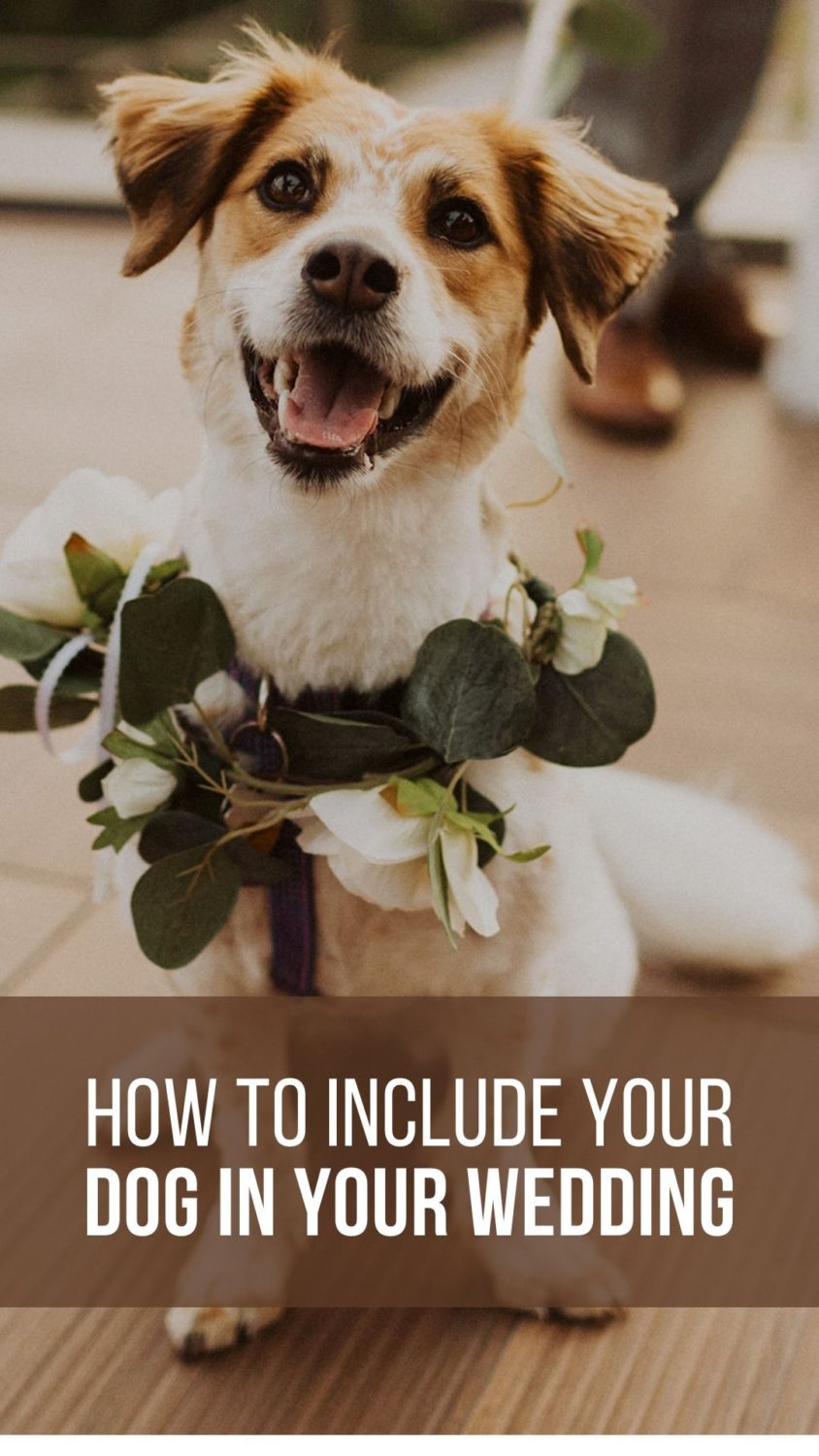 Dog wears flowers at couple's wedding