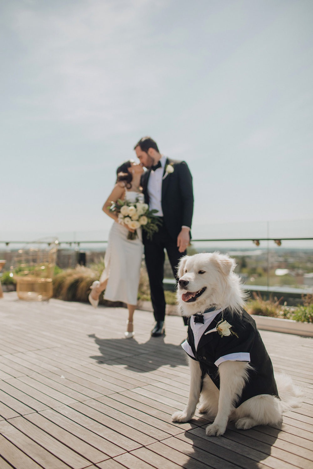 Couple kisses in background on rooftop with dog in groomsmen suit in front