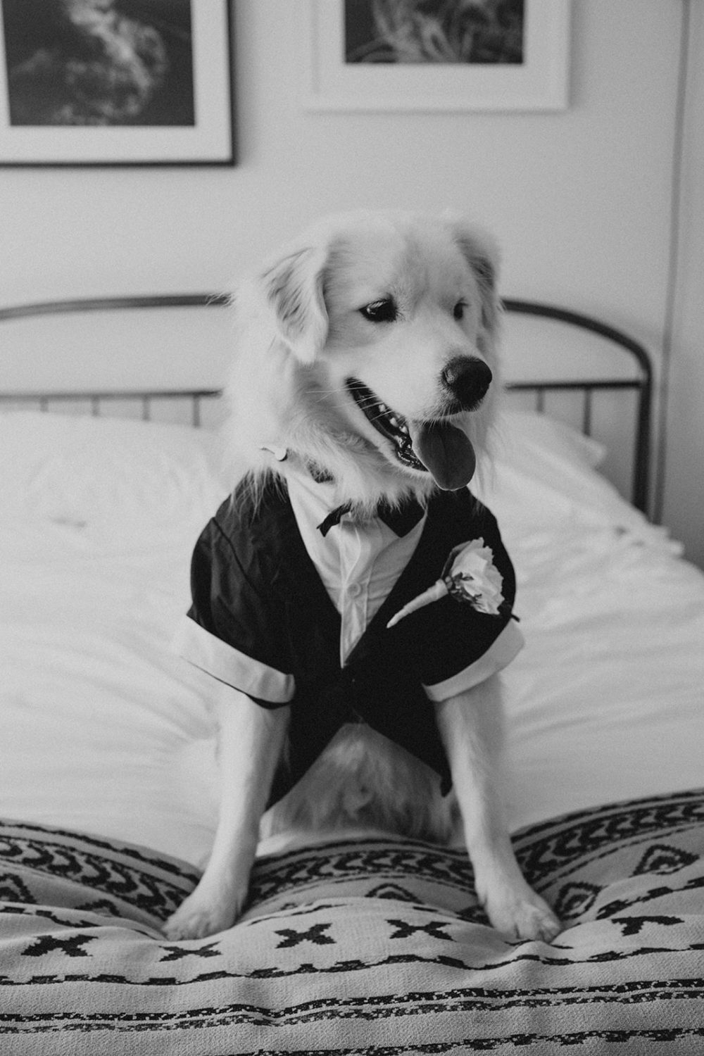 Dog sits on bed in groomsmen outfit at DC hotel elopement