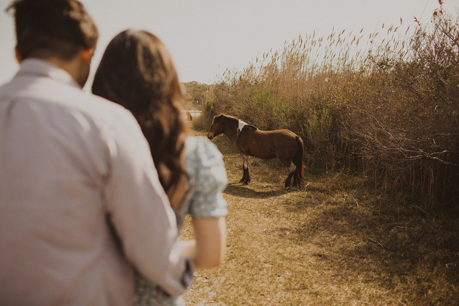 Couple embraces while looking at wild horse at Maryland engagement session 
