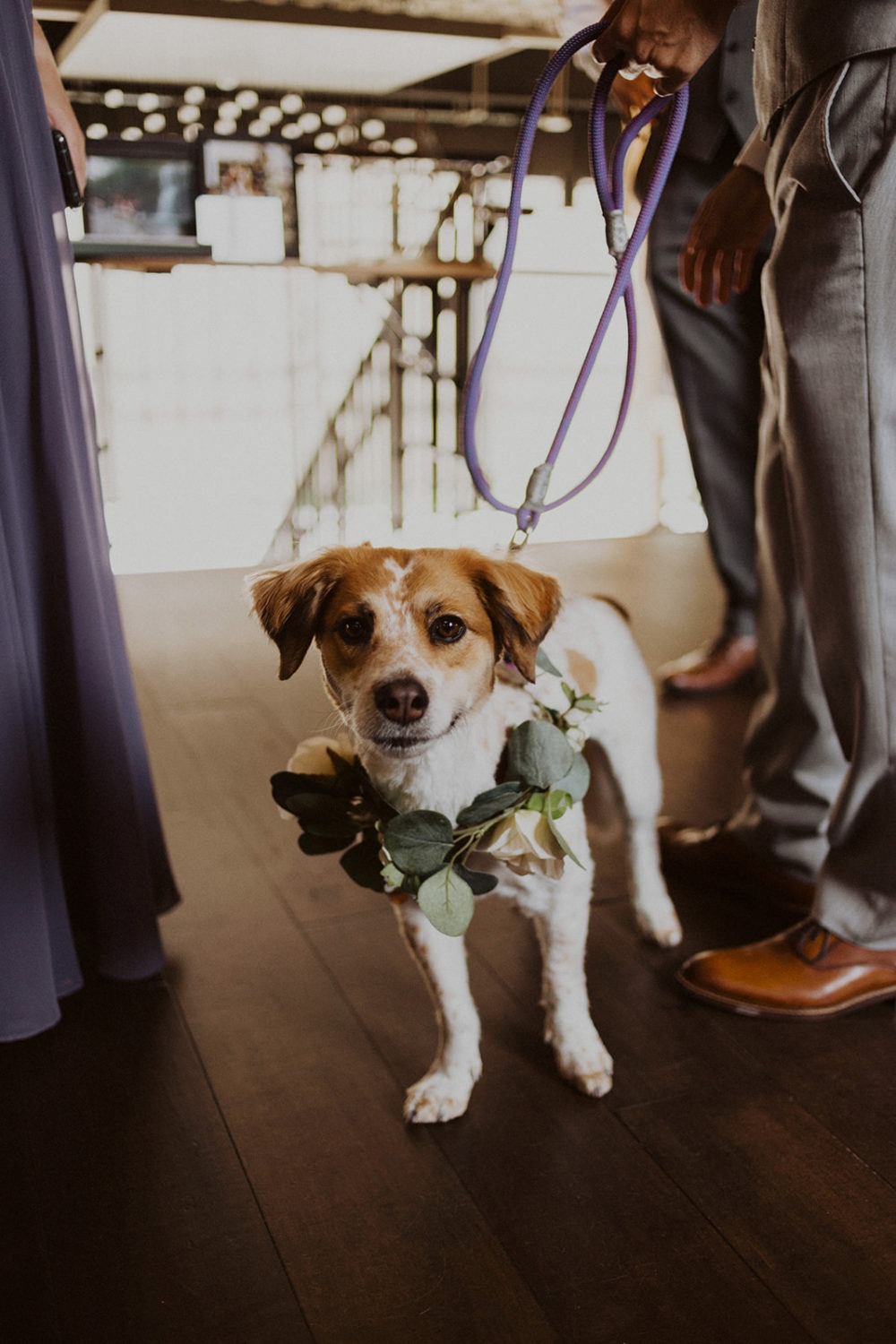 Dog wears florals around neck at DC wedding