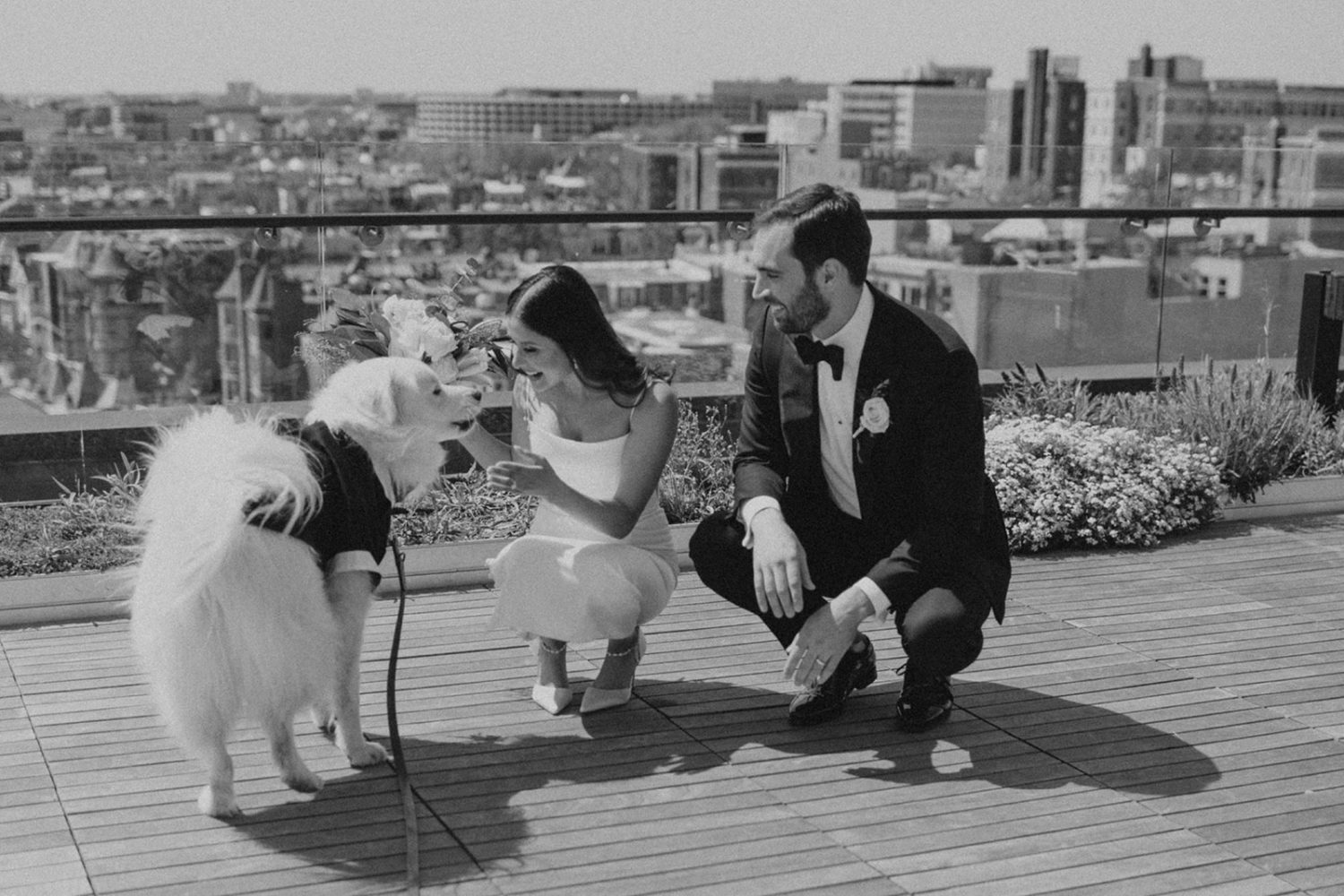 Couple squats down to pet dog wearing tuxedo at DC rooftop elopement 