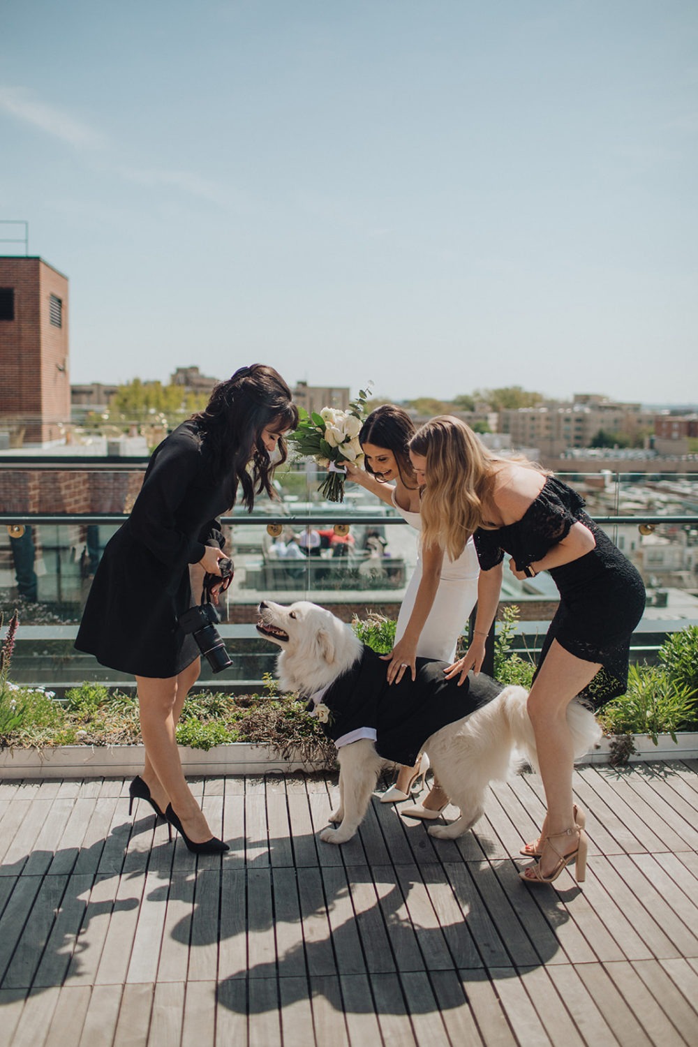 Bride and bridesmaids pet dog at DC elopement