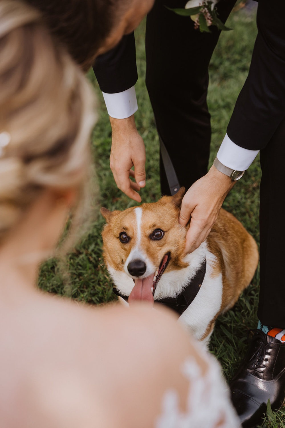groom pets pet dog at wedding while bride watches