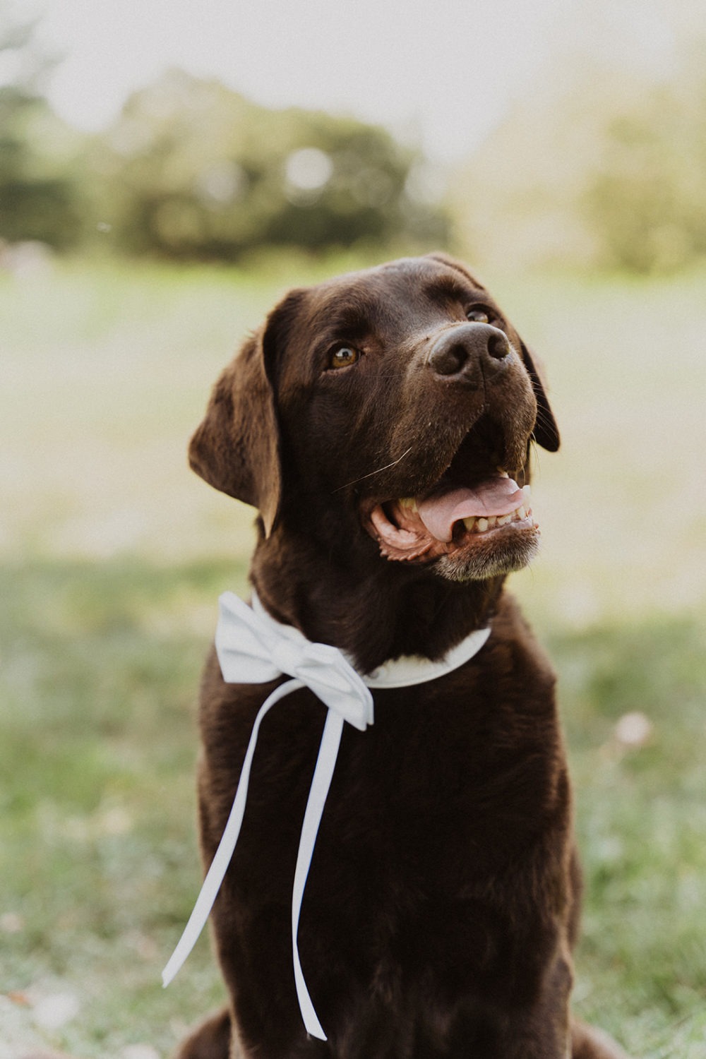 pet included in wedding photos