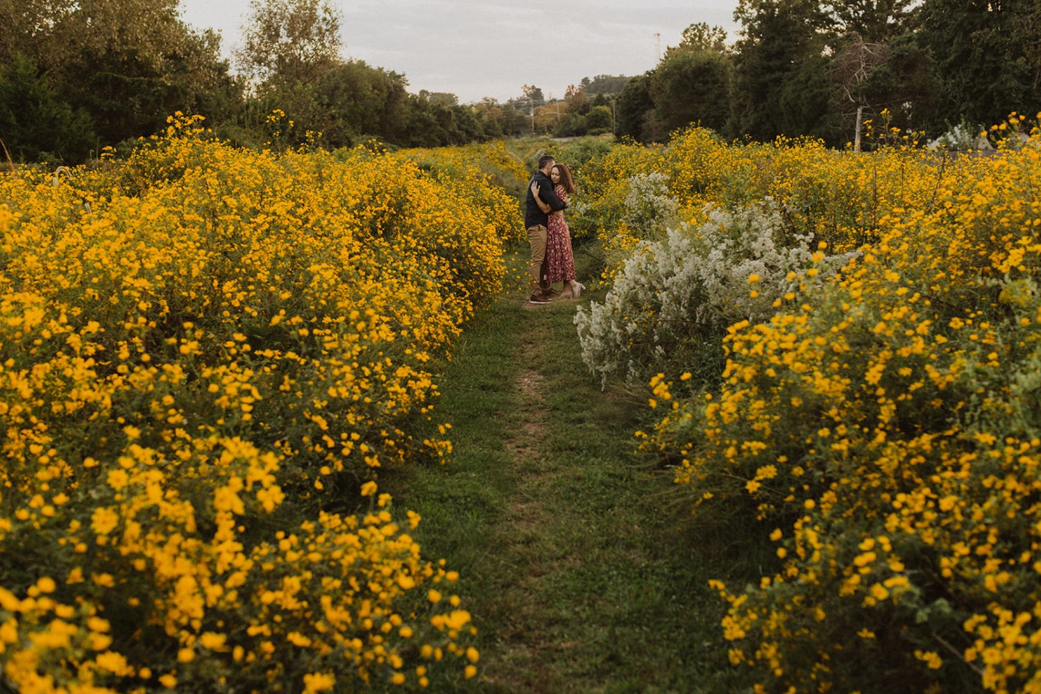 couple embraces in yellow wildflower field