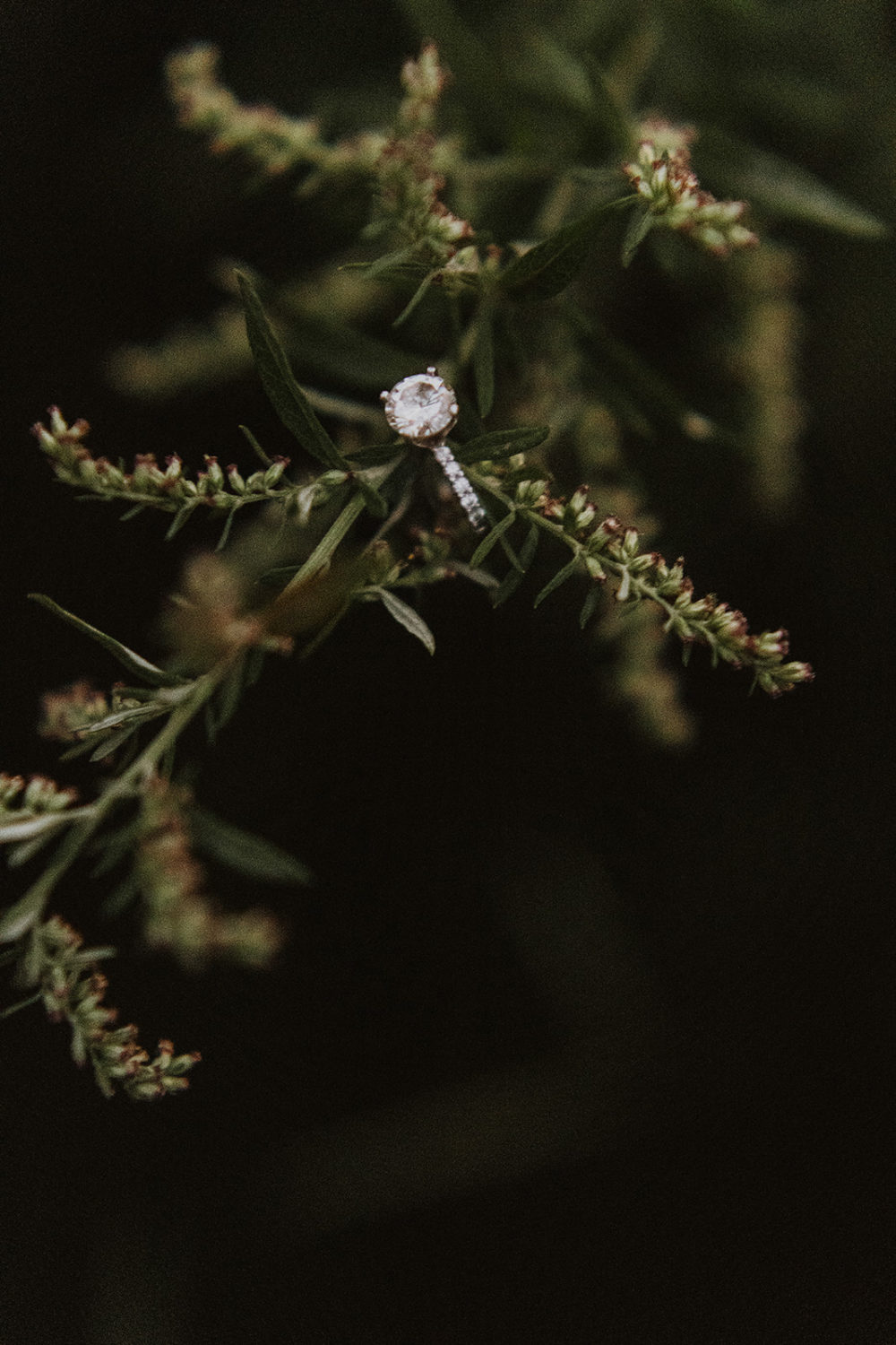 engagement ring placed on greenery at field engagement session