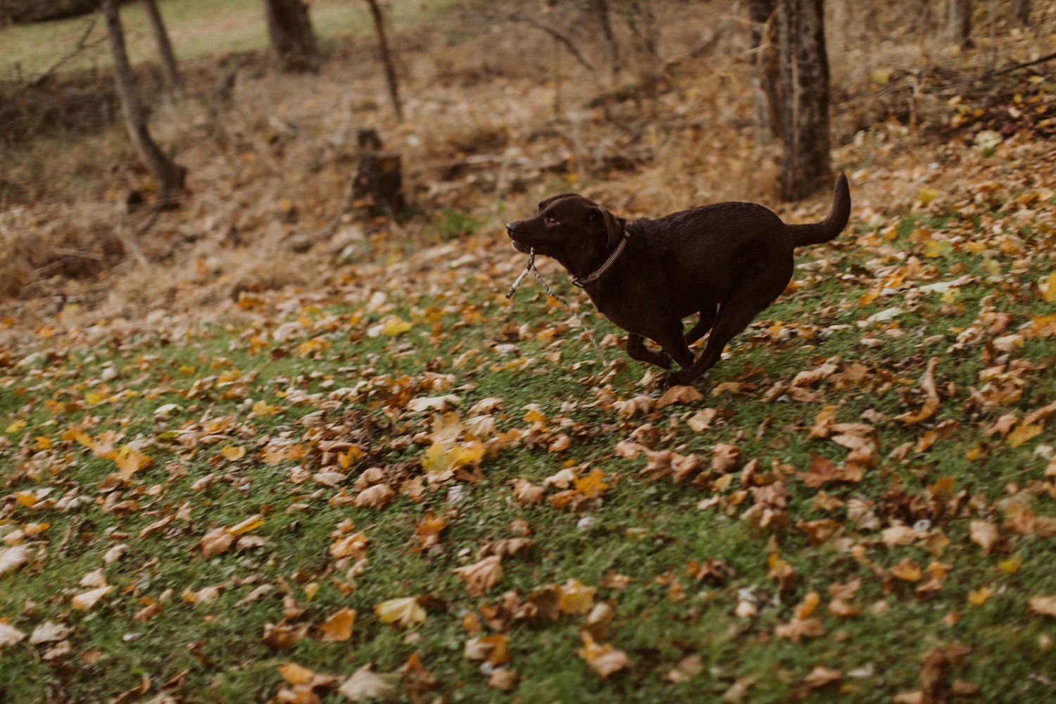 dog runs holding stick through fall leaves