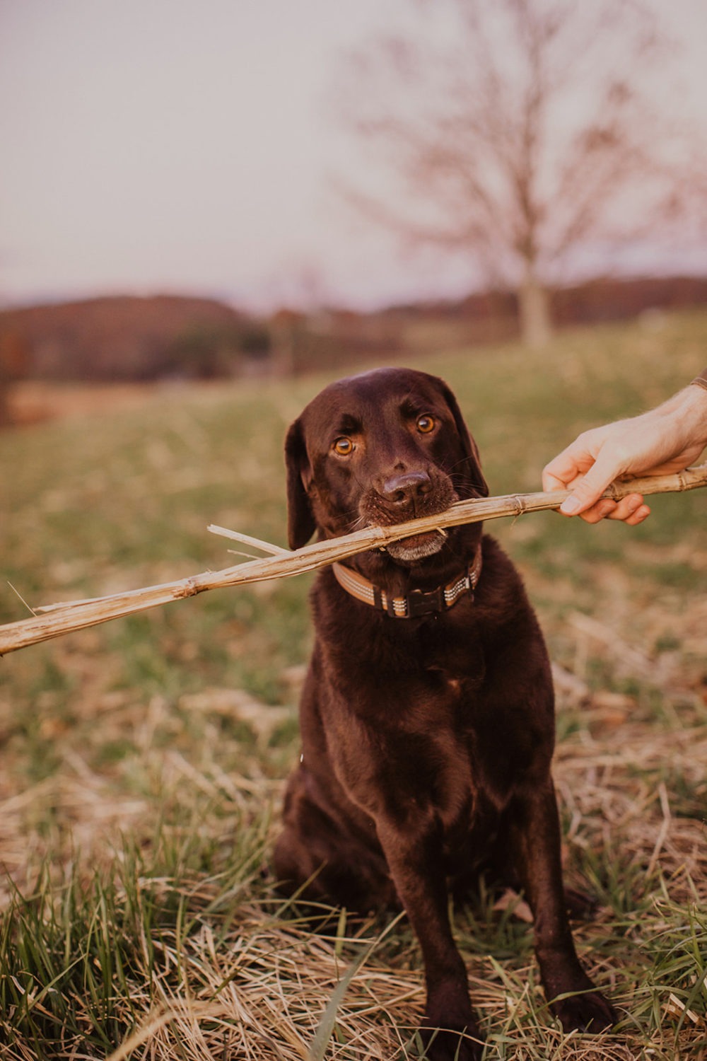 hand holds stick for dog chewing on it