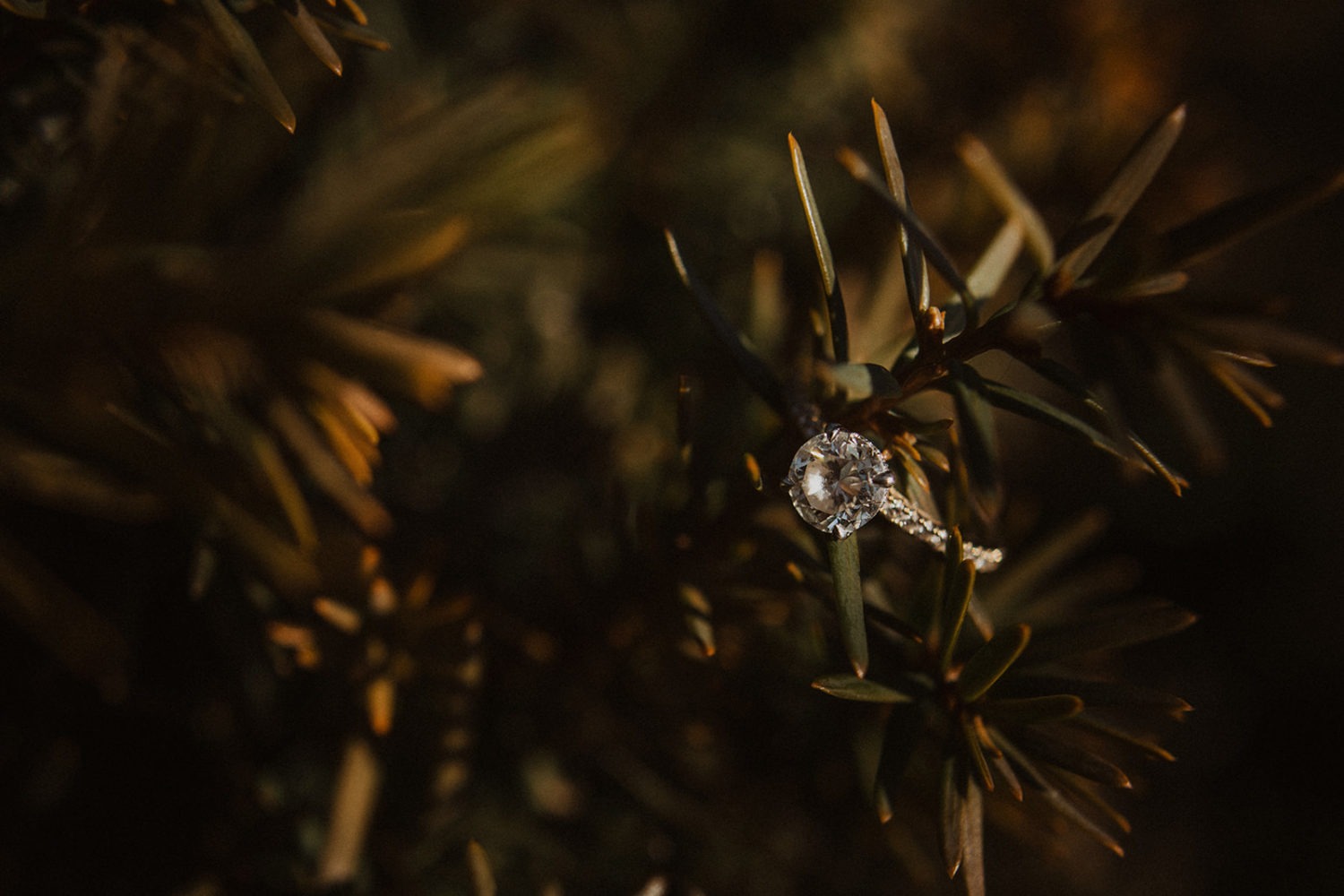 engagement ring on greenery at Baltimore winter engagement session