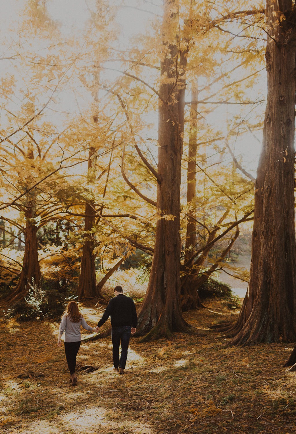 couple walks through trees at fall sunset National Arboretum engagement