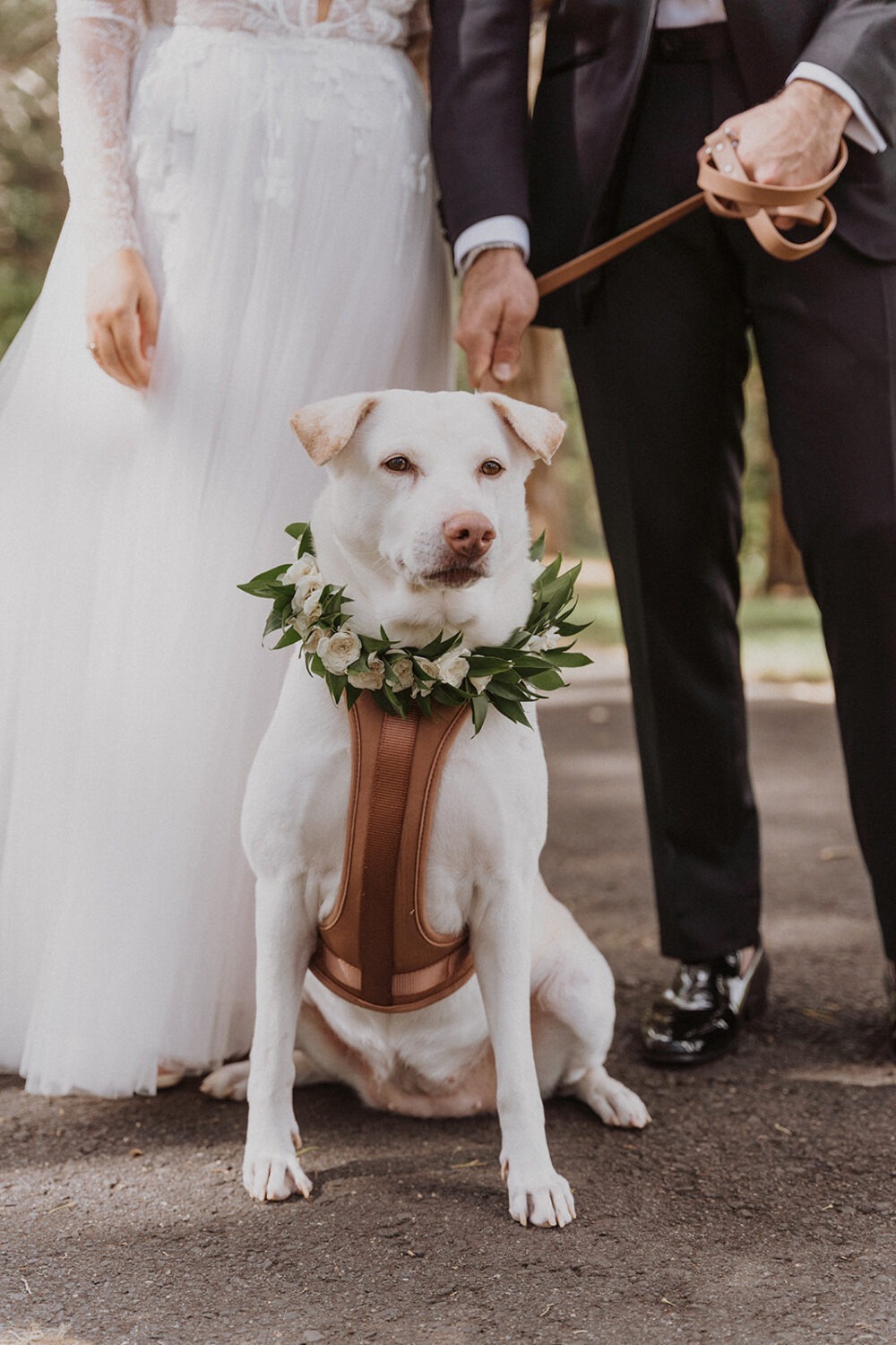 couple holds dog wearing flowers at outdoor wedding