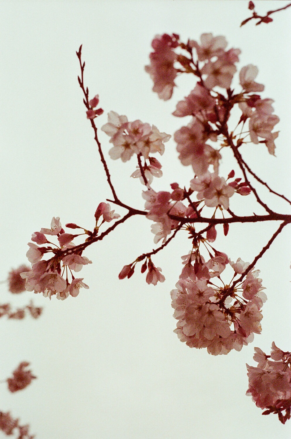 Washington DC cherry blossoms