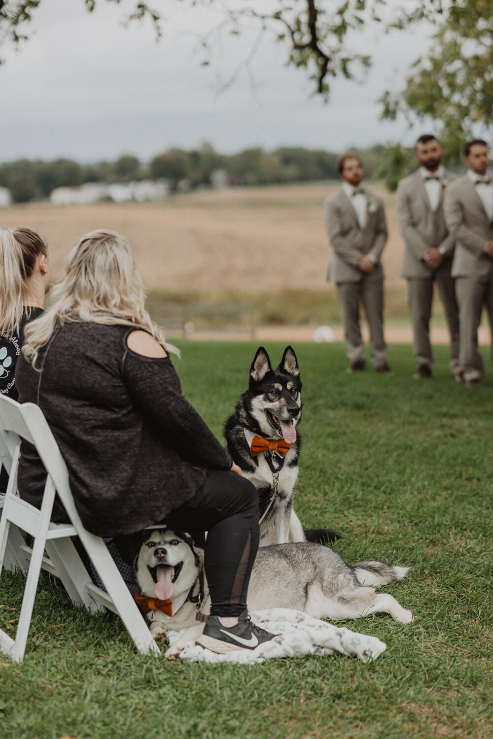 dogs seated wearing bow ties during wedding ceremony 