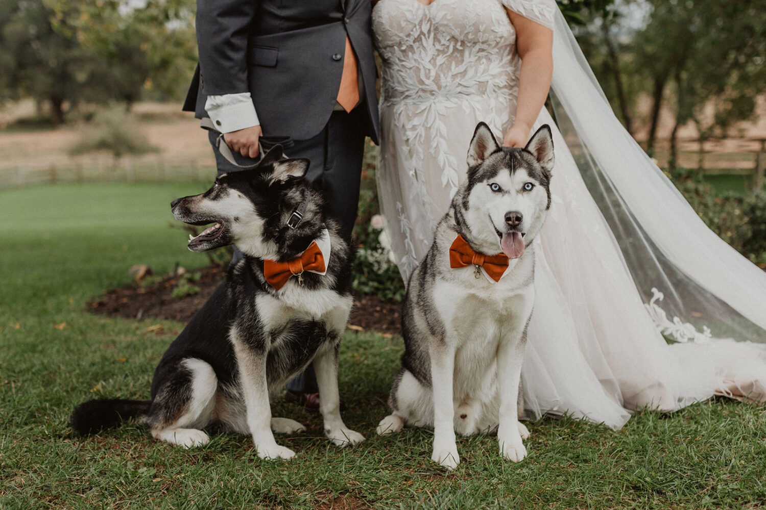 couple stands with dogs at Walker's Overlook farm wedding venue