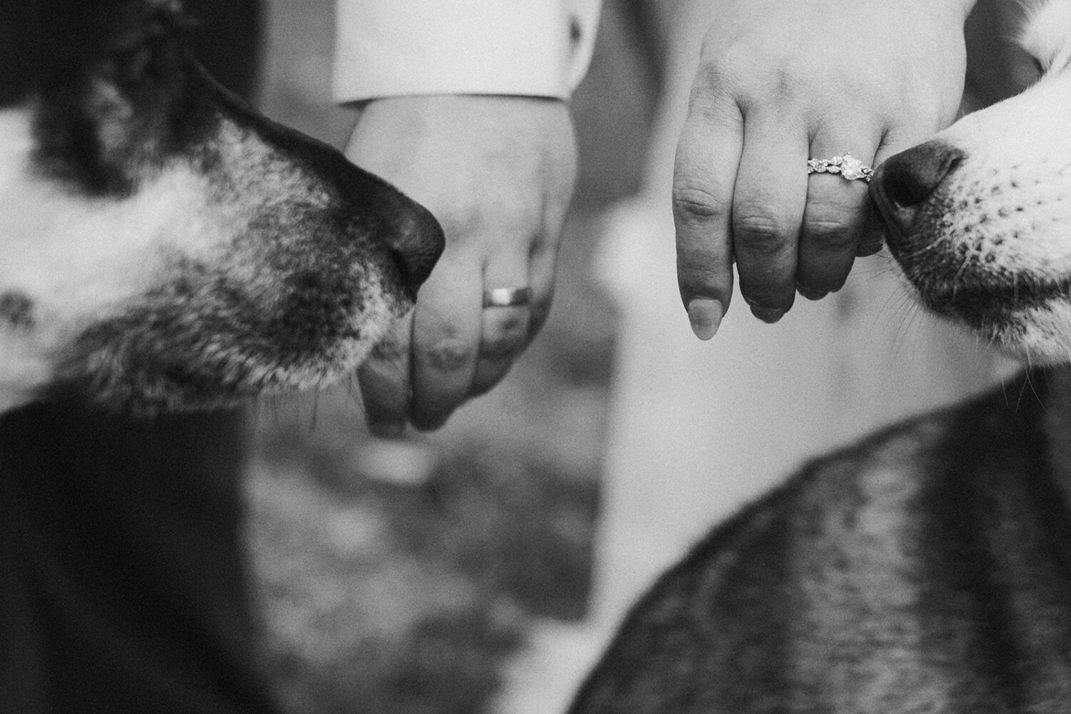 dogs sniff bride and groom's hands