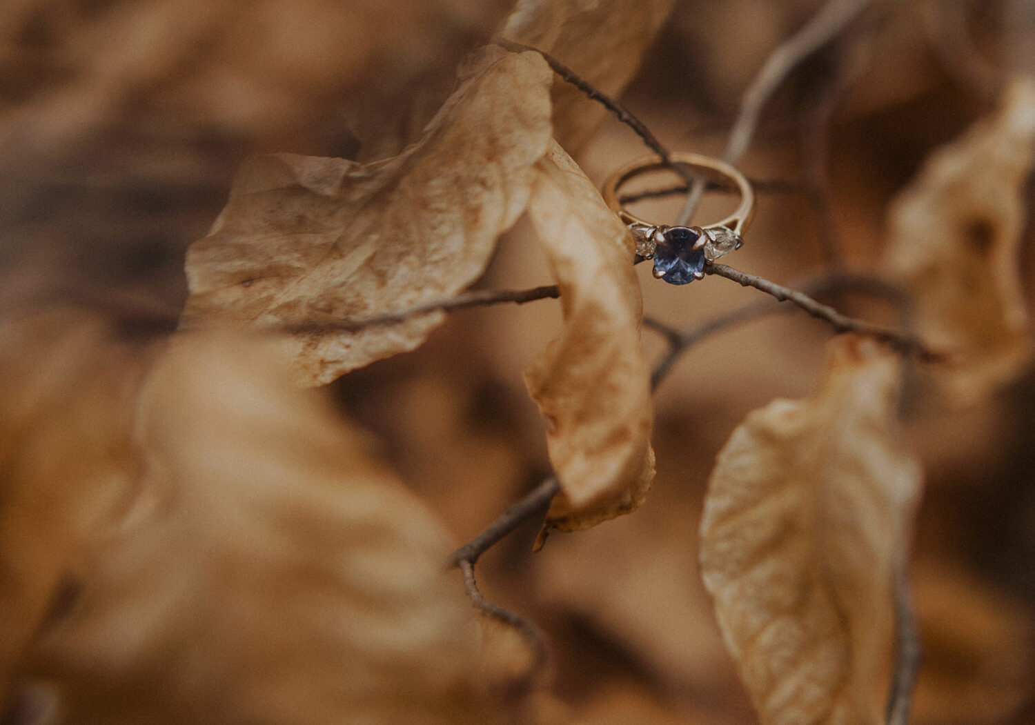 blue engagement ring on dead leaves