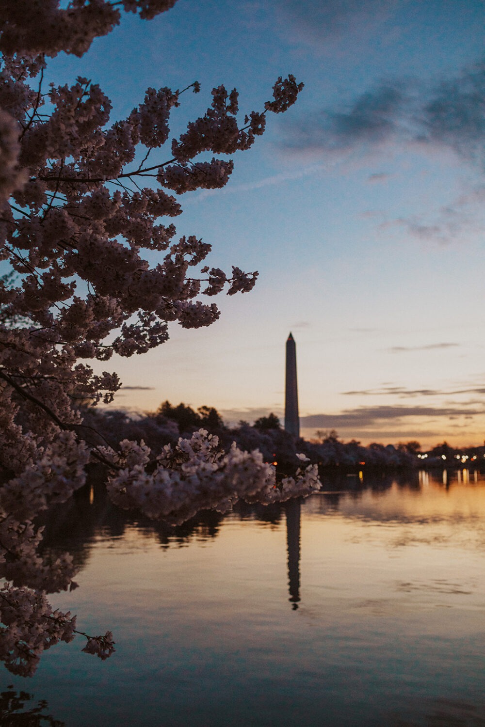 sunrise with cherry blossoms at the National Mall