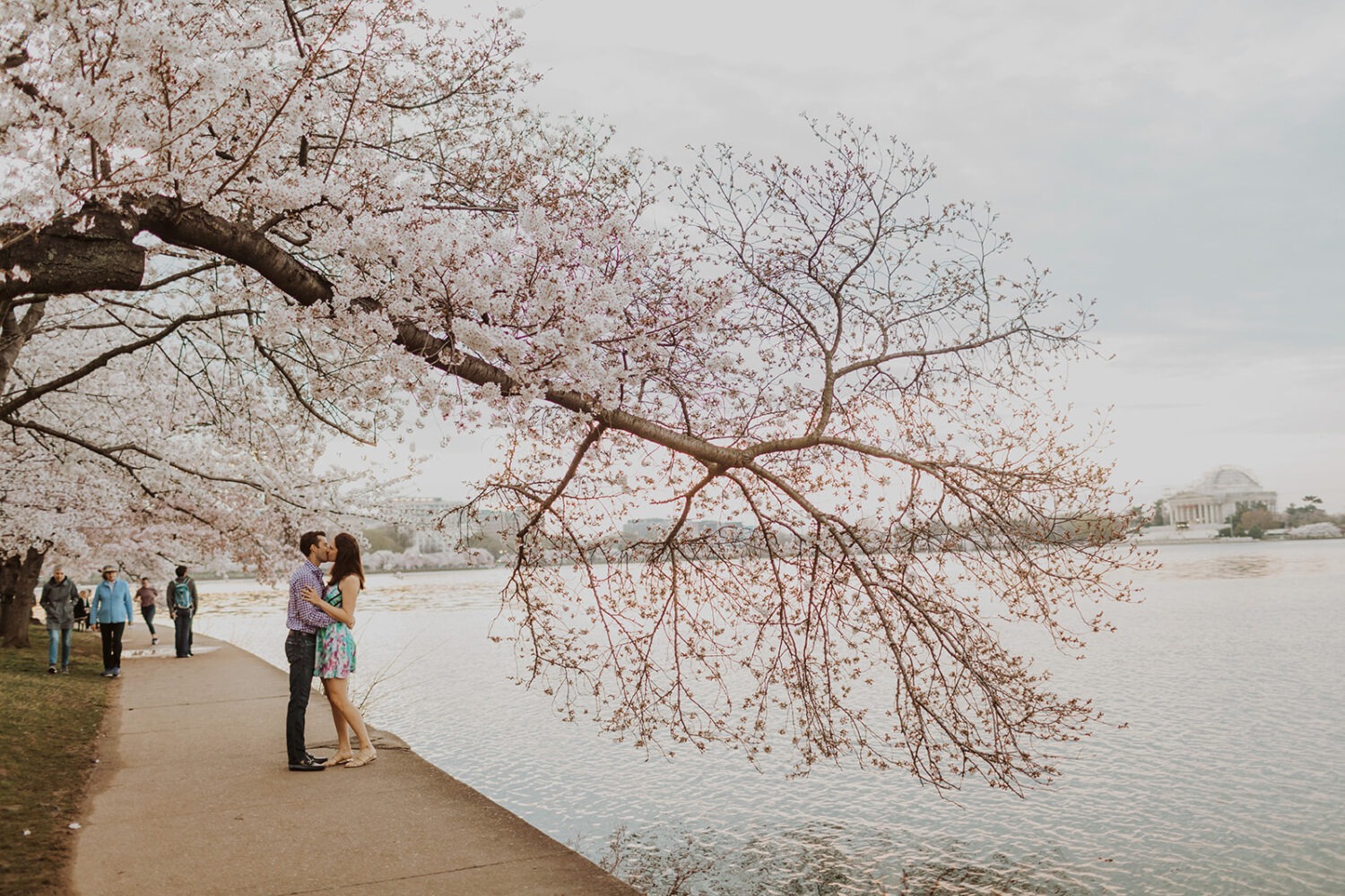 couple kisses under cherry blossoms at Tidal Basin engagement session 