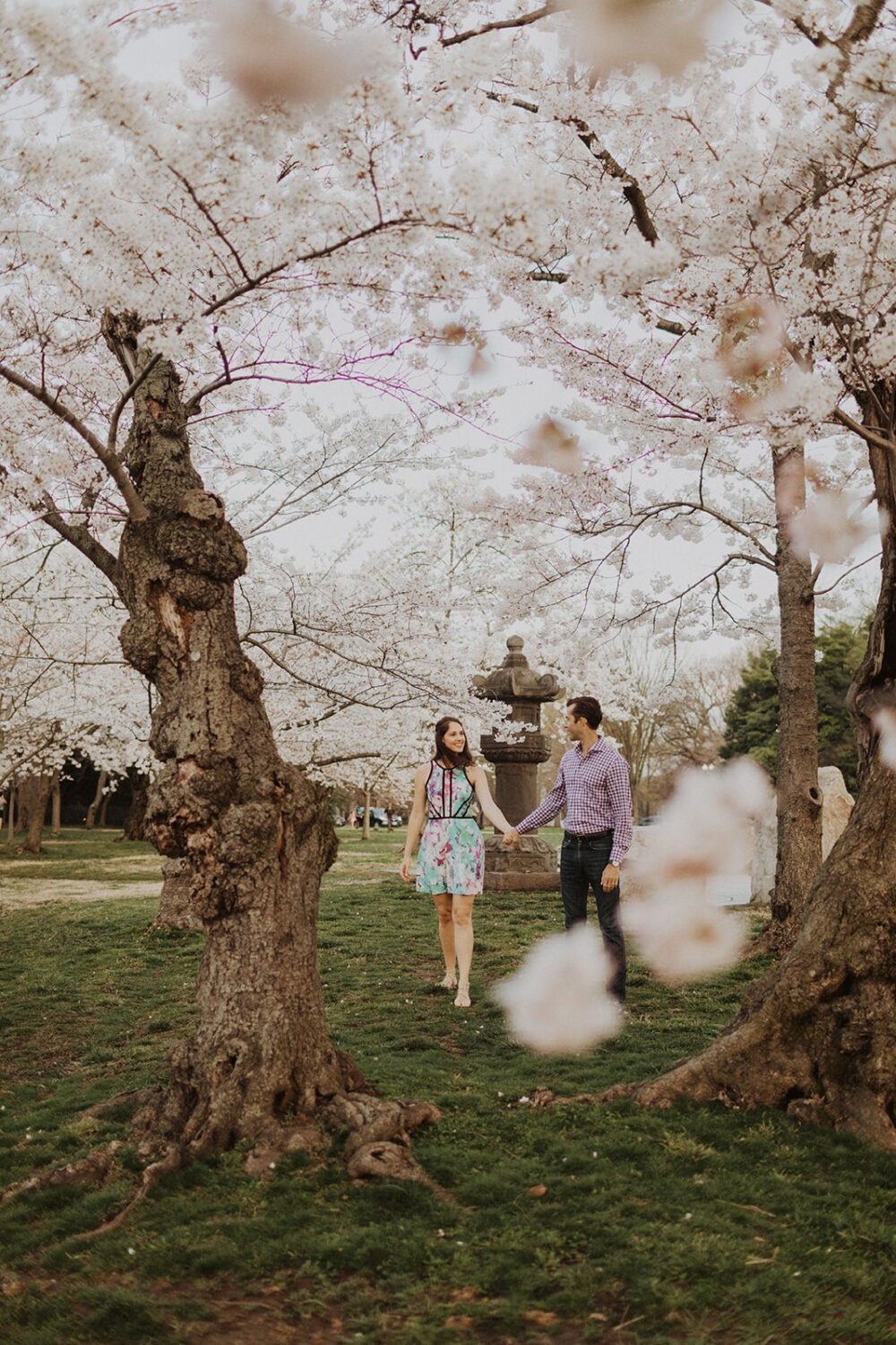 couple walks holding hands under cherry blossoms at DC engagement session 