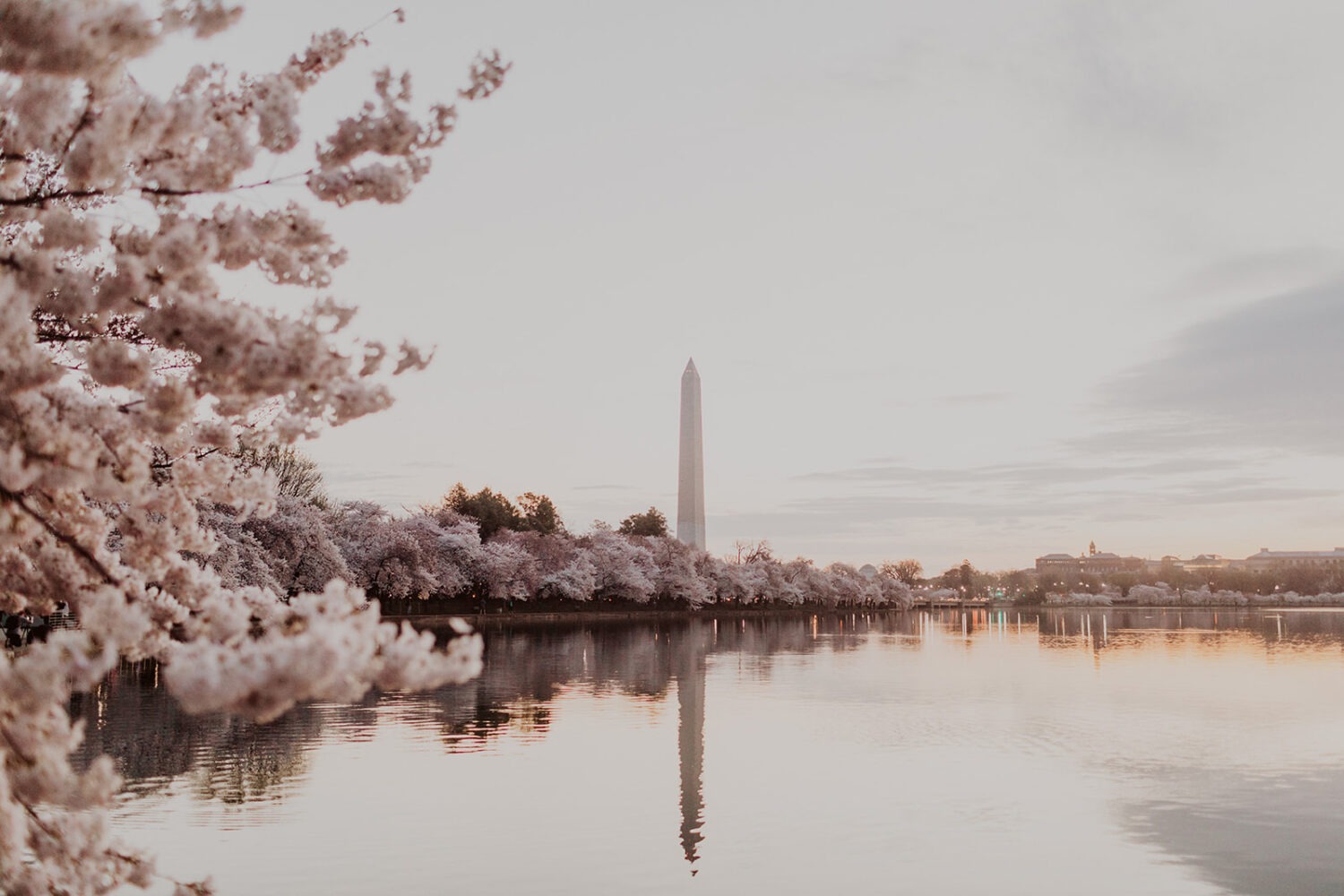 sunrise at tidal basin with cherry blossoms at Washington Monument 