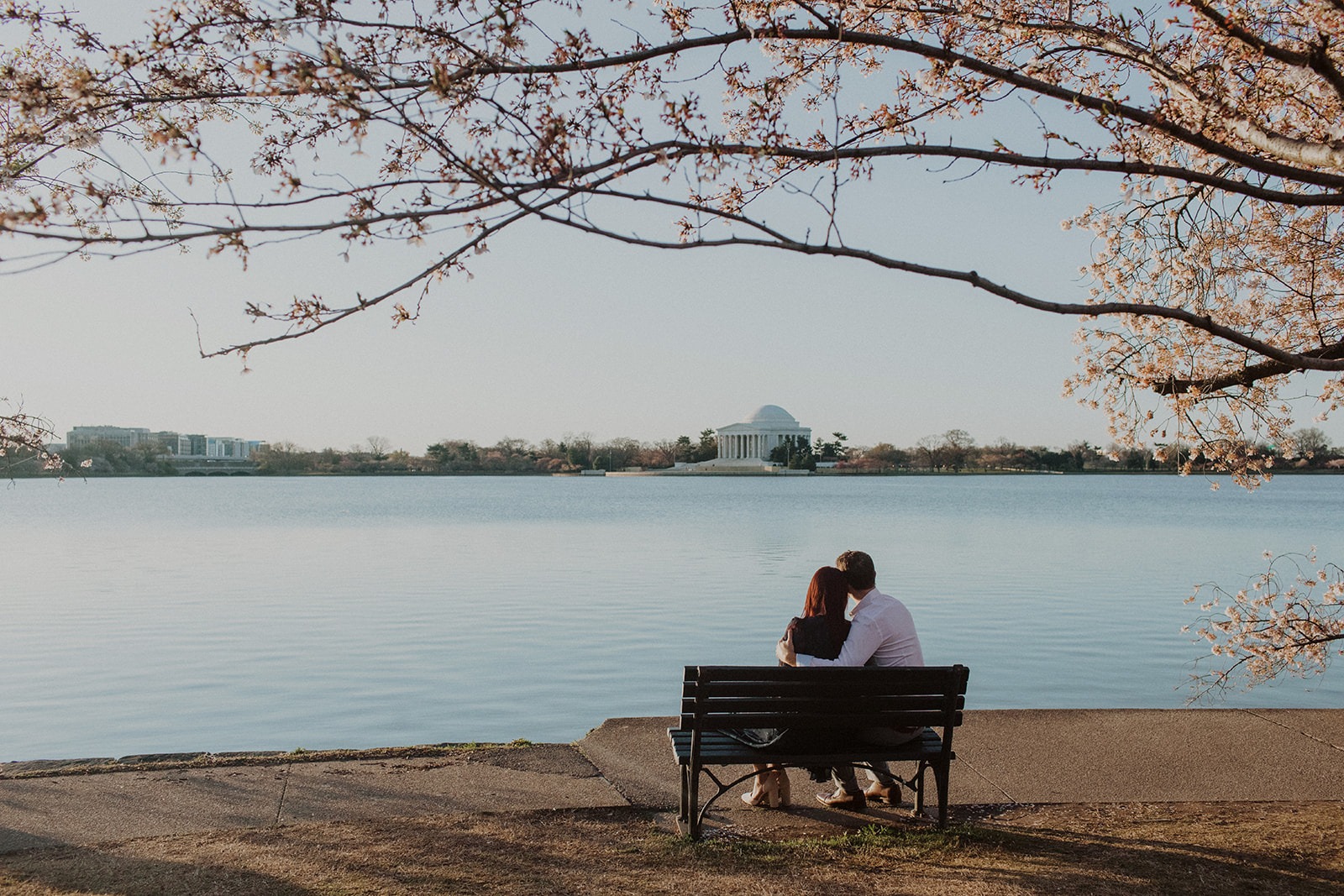 couple sits under cherry blossoms at DC engagement session