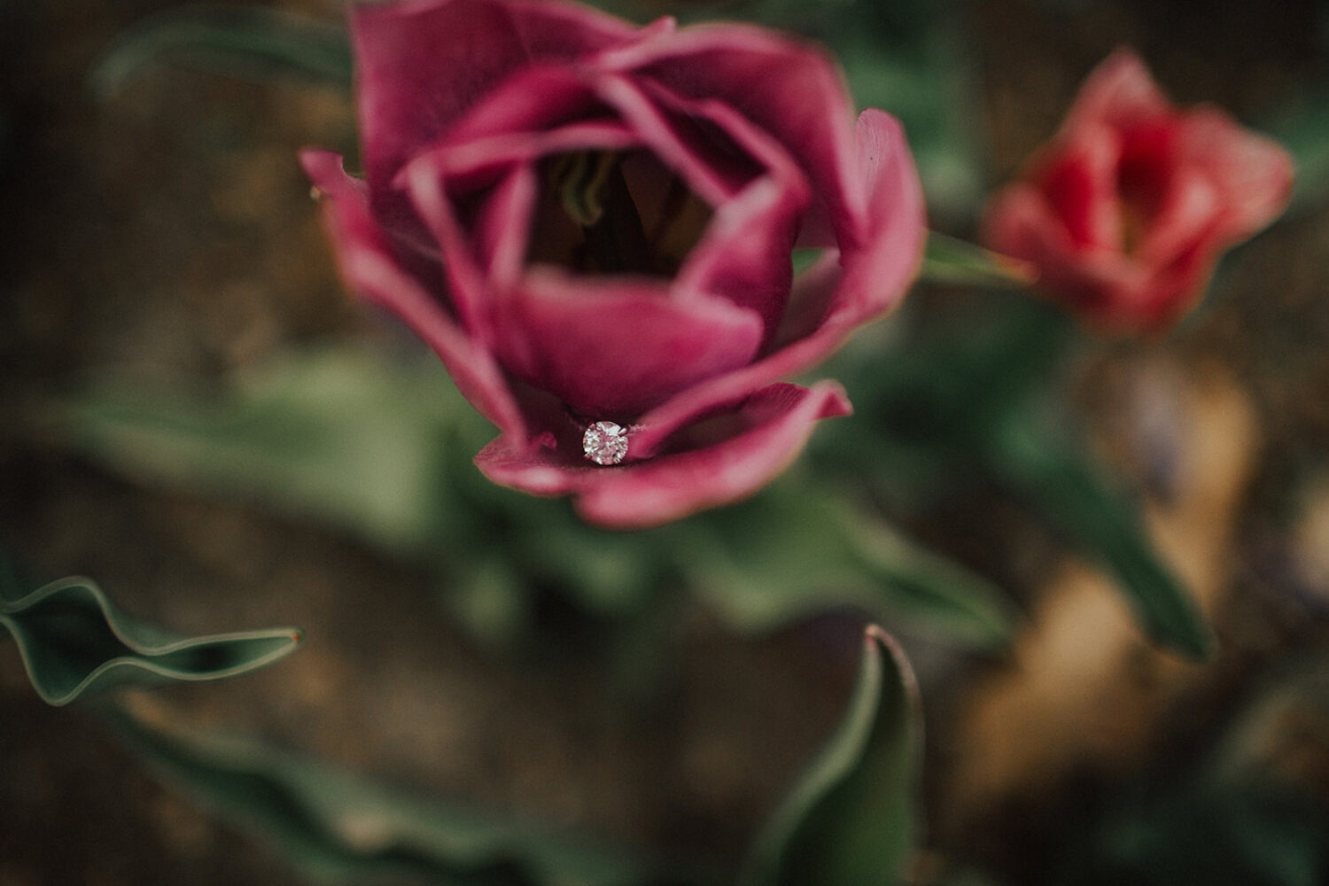 engagement ring on tulip at DC spring engagement photos