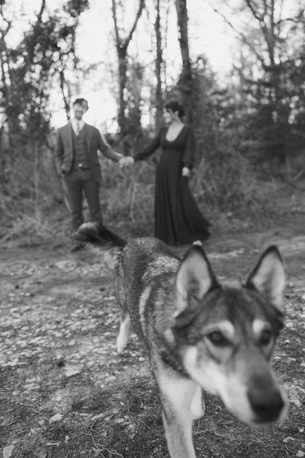 dog walks towards camera at outdoor couples shoot