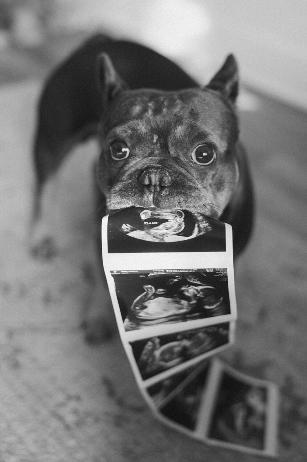 dog holds sonogram in it's mouth