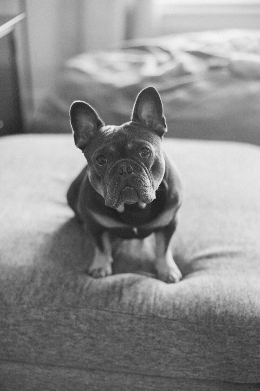 dog poses for the camera on a couch