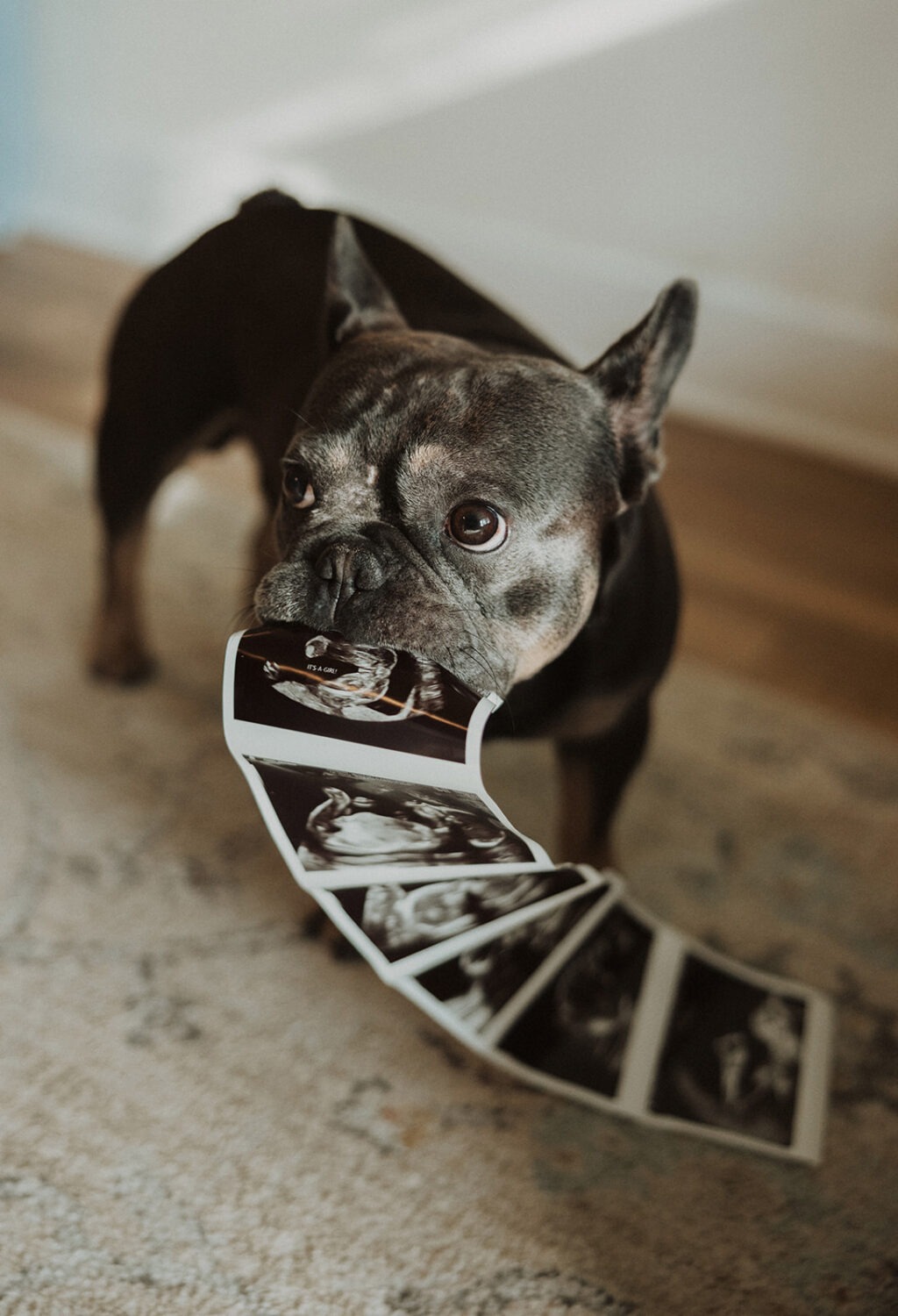 Dog holds sonogram in it's mouth during couples maternity photos