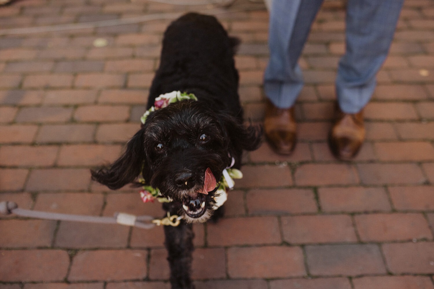 dog walks wearing flower crown
