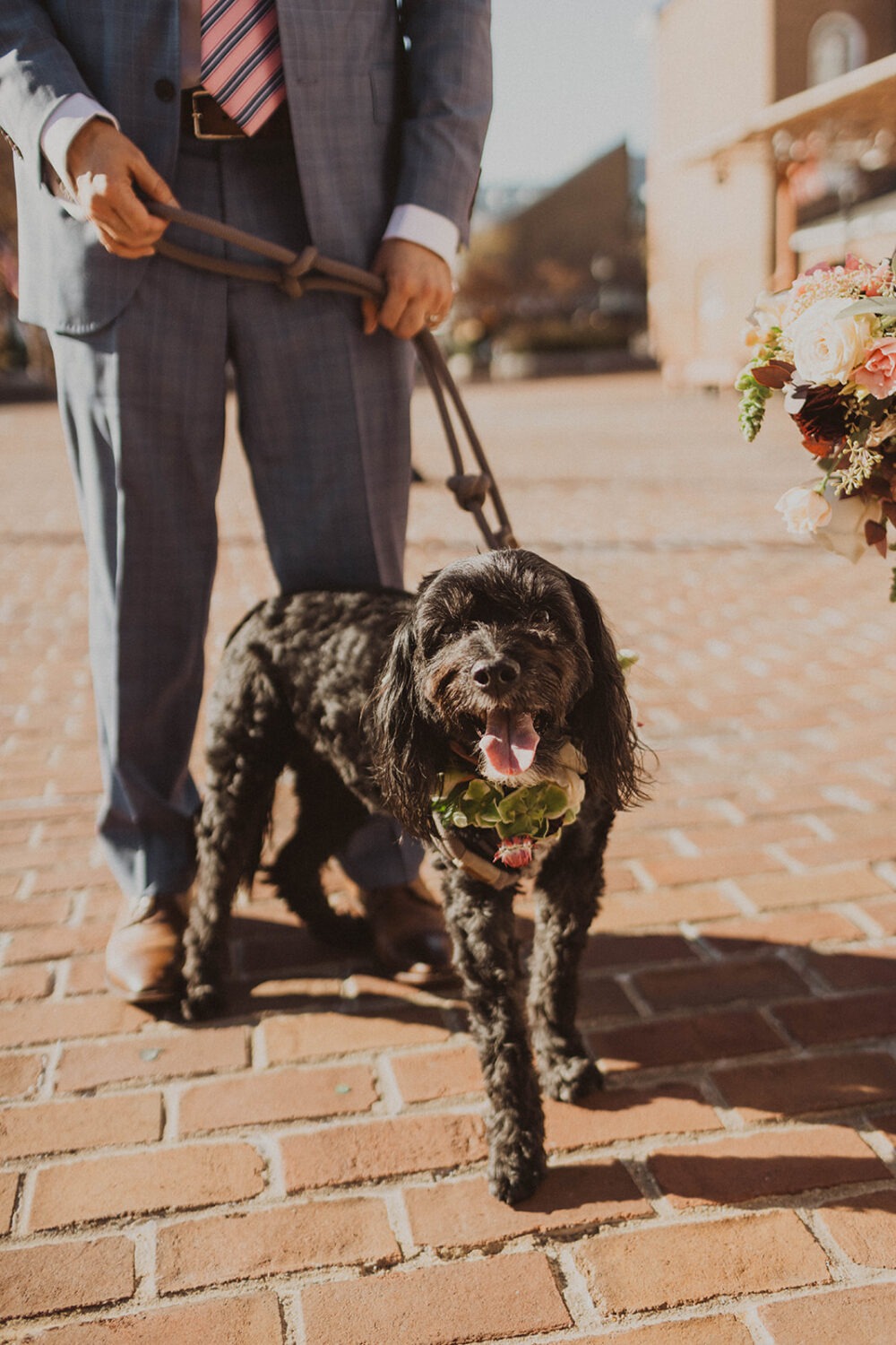 caretaker handling dog before ceremony