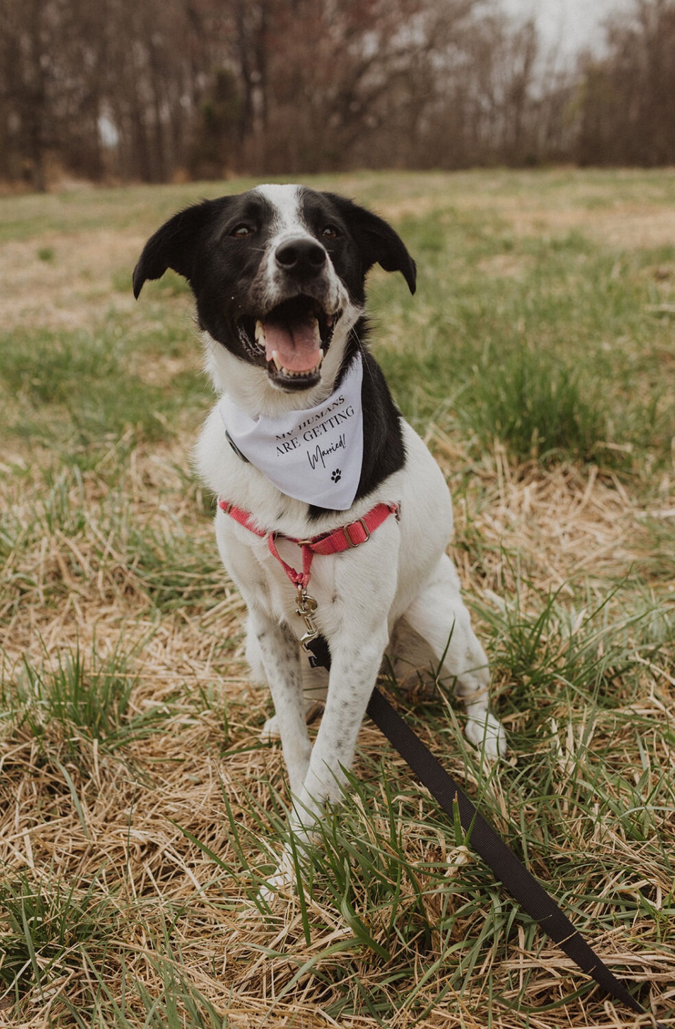 puppy with a bandana that reads "my humans are getting married"