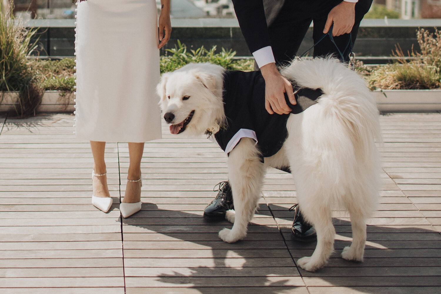 dog dressed up as a groomsmen on wedding day