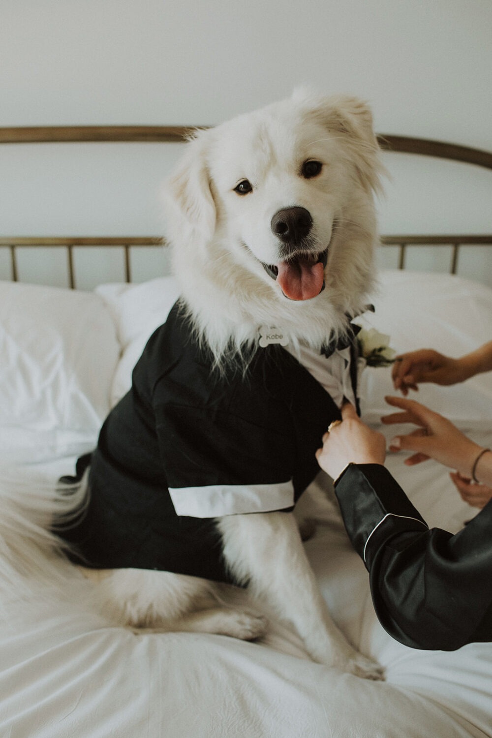 dog dressed up as a groomsmen on wedding day