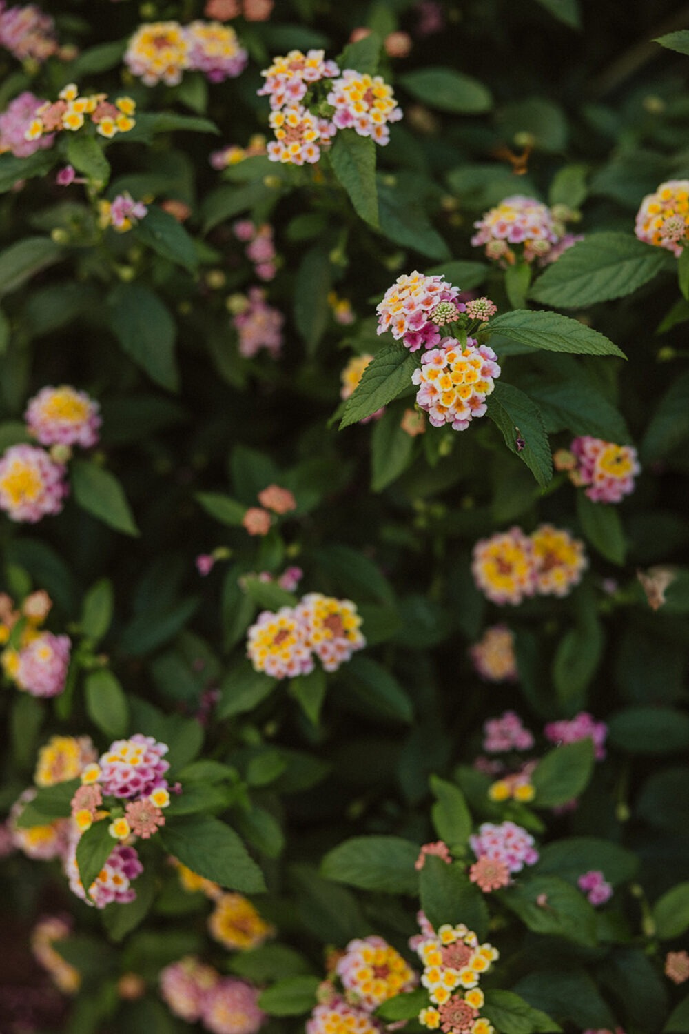 pink and yellow flowers