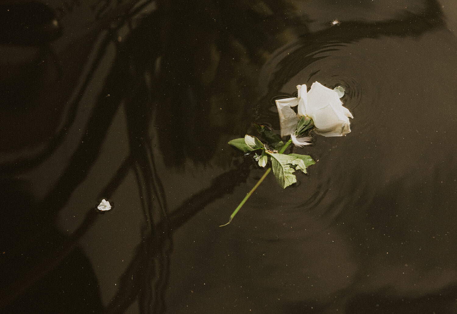 details of white flower floating in the water