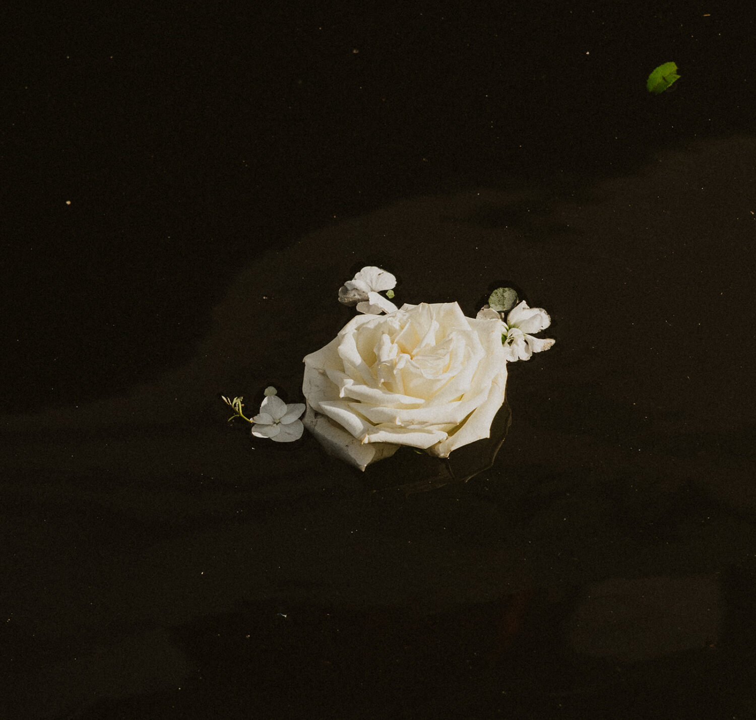 details of white flower floating in the water