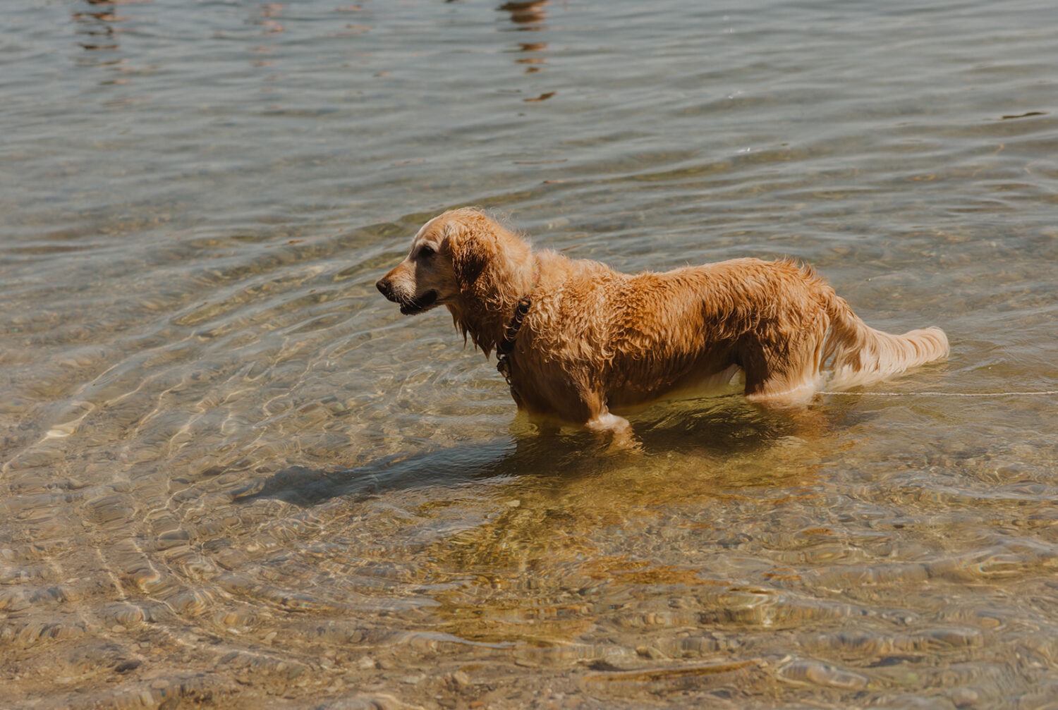 dog playing in the water at the lake