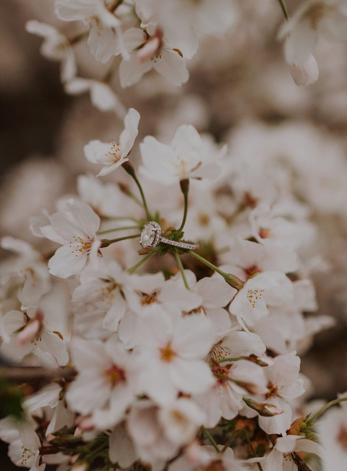 detail shot of engagement ring in the cherry blossoms