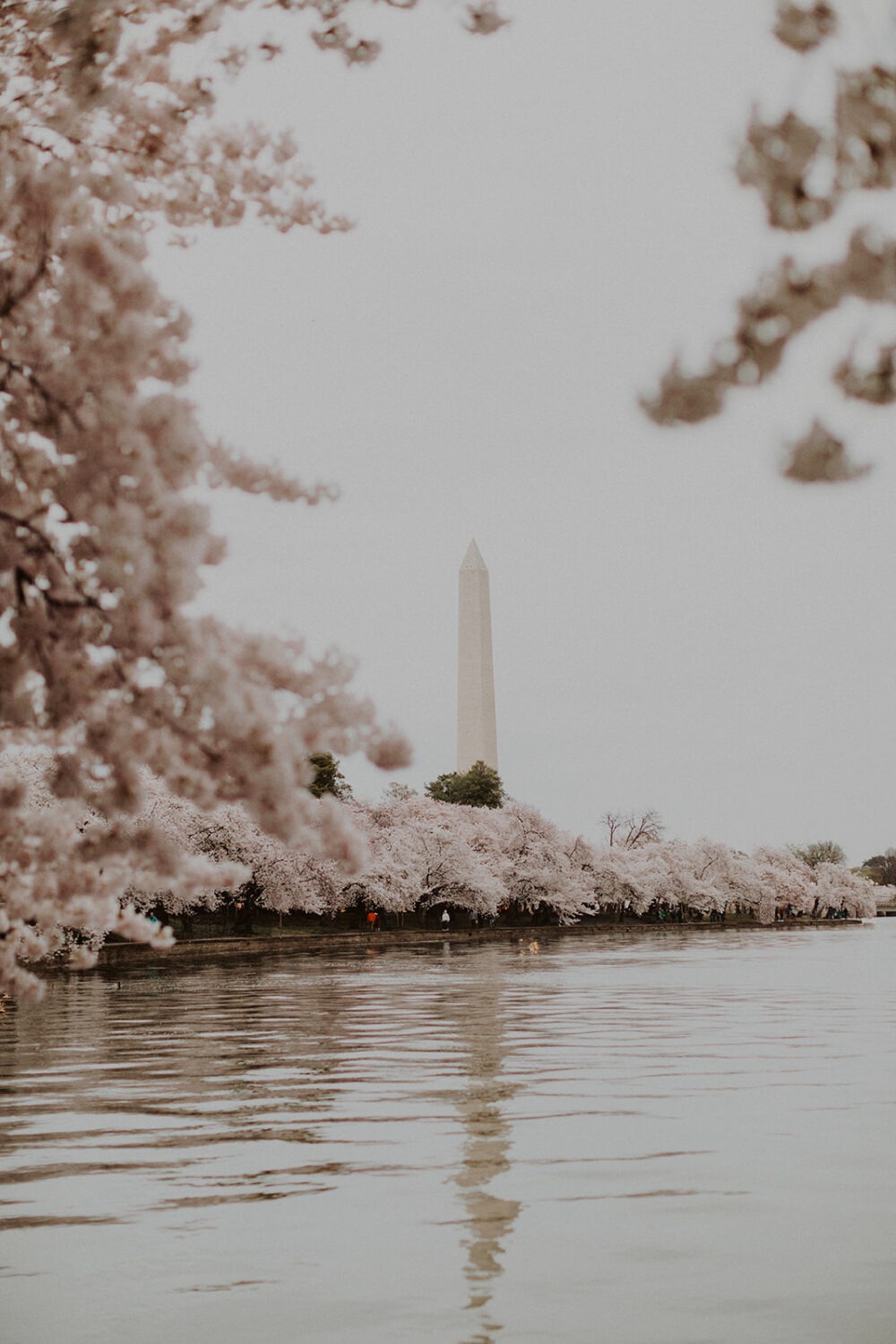 detail shot of the Washington Monument and cherry blossom trees