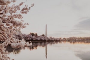DC cherry blossom photos