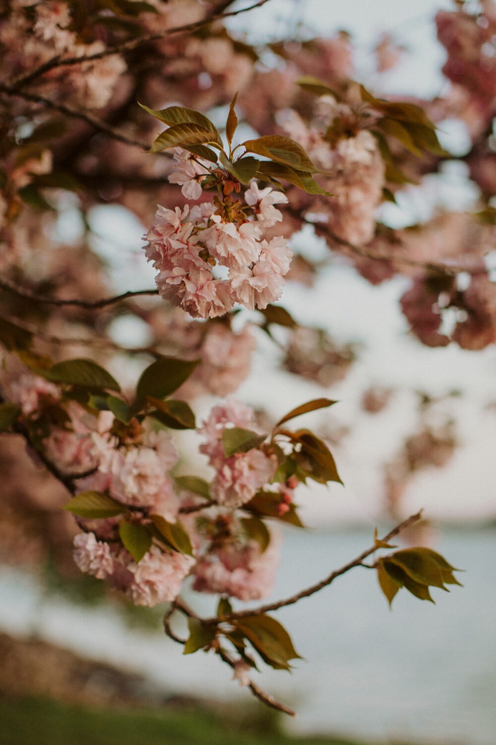 detail shot of cherry blossom flowers