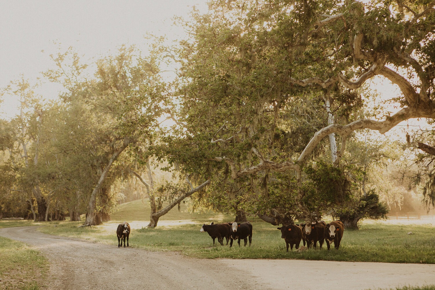 detail shot of Alisal Ranch with cows 
